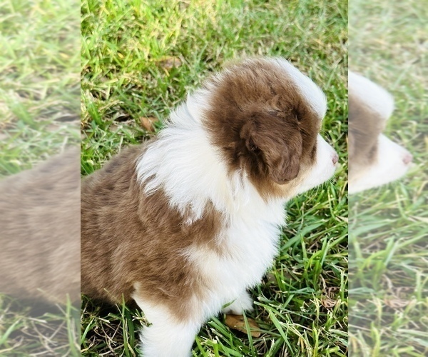 Medium Photo #14 Miniature Australian Shepherd Puppy For Sale in ANTHONY, FL, USA