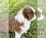 Small Photo #14 Miniature Australian Shepherd Puppy For Sale in ANTHONY, FL, USA