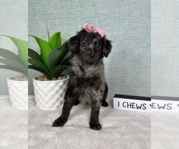Medium Photo #4 Aussiedoodle Miniature  Puppy For Sale in GREENFIELD, IN, USA