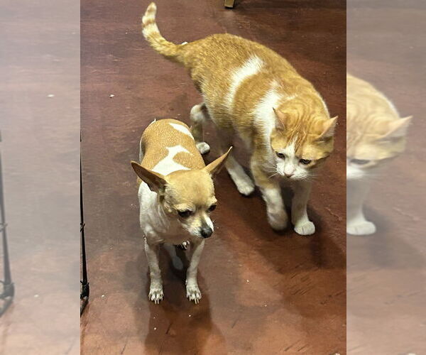 Medium Photo #2 Chihuahua Puppy For Sale in San Diego , CA, USA