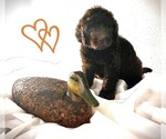 Puppy 4 Labradoodle