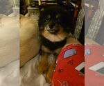 Small #3 Pomeranian