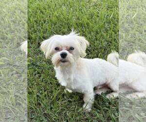 Maltese Dogs for adoption in Dumont, NJ, USA