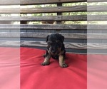 Small Photo #3 Welsh Terrier Puppy For Sale in DRY BRANCH, GA, USA