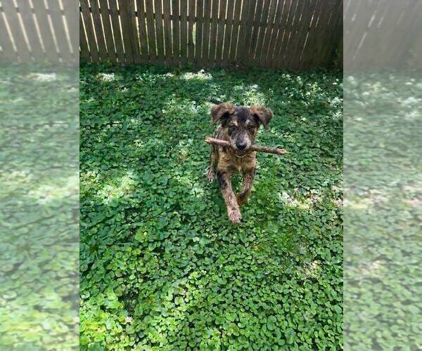 Medium Photo #4 Catahoula Leopard Dog-Goldendoodle Mix Puppy For Sale in CLEVES, OH, USA