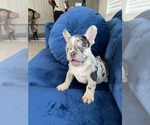 Small Photo #37 French Bulldog Puppy For Sale in CARY, NC, USA