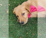 Small Photo #3 Golden Retriever Puppy For Sale in ARVADA, CO, USA