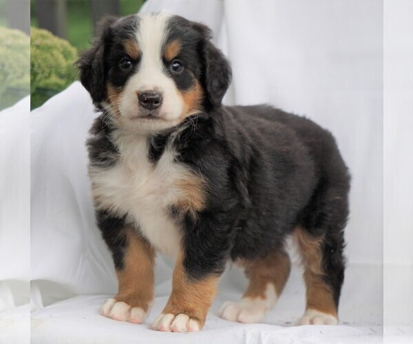 Medium Photo #1 Bernese Mountain Dog Puppy For Sale in FREDERICKSBG, OH, USA