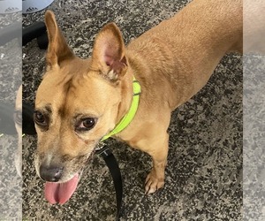 Evie - Female Australian Shepherd-Unknown Mix Dog for Adoption - Photo #2