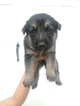 Puppy 1 German Shepherd Dog-Treeing Walker Coonhound Mix
