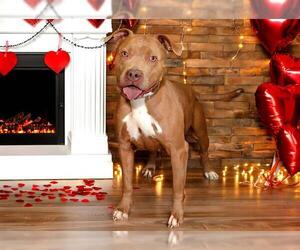 Mutt Dogs for adoption in West Valley, UT, USA