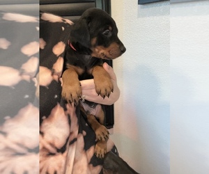 Doberman Pinscher Puppy for sale in ANTIOCH, CA, USA