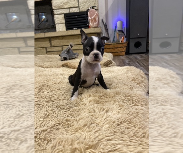 Medium Photo #6 Boston Terrier Puppy For Sale in FREDONIA, KS, USA