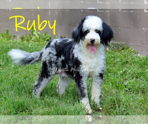 Medium Photo #1 Bernedoodle (Miniature) Puppy For Sale in DENVER, PA, USA