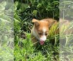 Small #6 Aussie-Corgi