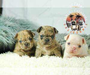 French Bulldog Puppy for sale in CALEXICO, CA, USA