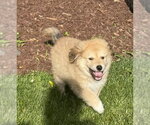 Small #1 Golden Pyrenees