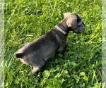 Small Photo #12 Schnauzer (Miniature) Puppy For Sale in DELAFIELD, WI, USA