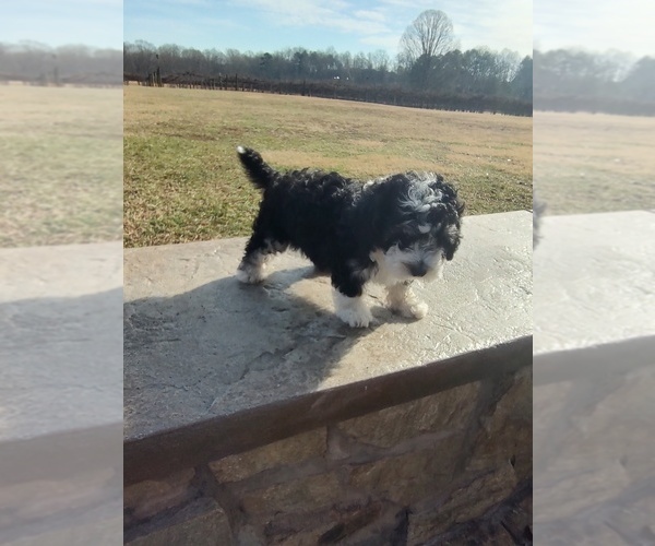 Medium Photo #3 Sheepadoodle Puppy For Sale in MOUNT ULLA, NC, USA