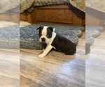 Small #8 Boston Terrier