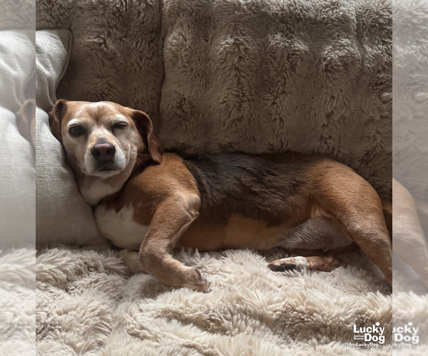 Medium Photo #7 Beagle-Unknown Mix Puppy For Sale in Washington, DC, USA