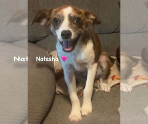 Mutt Dogs for adoption in Ridgefield, CT, USA