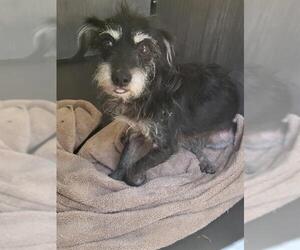Mutt Dogs for adoption in San Antonio, TX, USA
