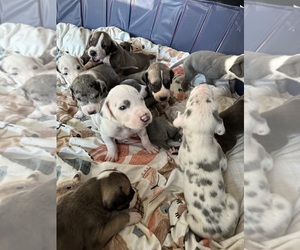 Great Dane Puppy for sale in BONNEY LAKE, WA, USA