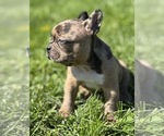 Small #1 Faux Frenchbo Bulldog