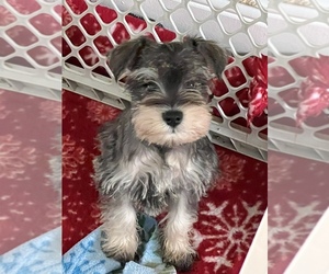 Schnauzer (Miniature) Puppy for Sale in SARASOTA, Florida USA