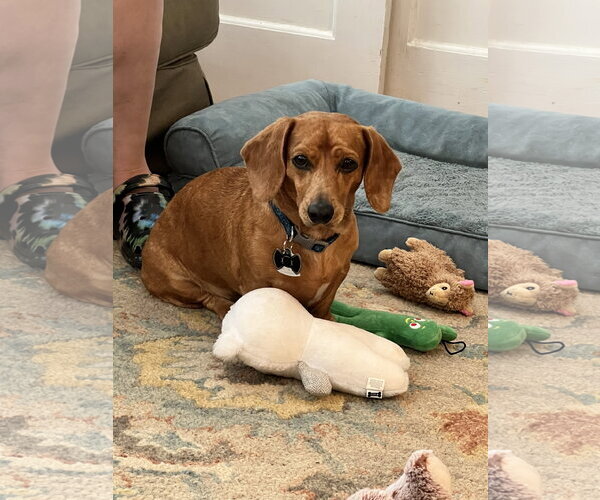 Medium Photo #8 Dachshund Puppy For Sale in Forest, VA, USA