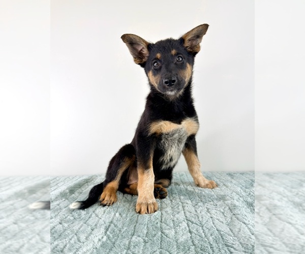 Medium Photo #5 Cattledog Shepherd Puppy For Sale in GREENFIELD, IN, USA
