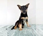 Small #4 Cattledog Shepherd