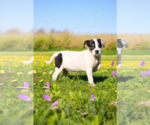 Small #13 Basenji-Rat Terrier Mix