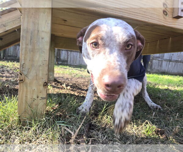 Medium Photo #1 Red Heeler-Unknown Mix Puppy For Sale in Jackson, MS, USA