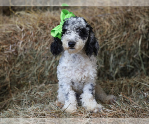 Poodle (Miniature) Puppy for sale in LIBERTY, KY, USA