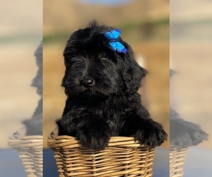 Goldendoodle Puppy for sale in PORTERVILLE, CA, USA