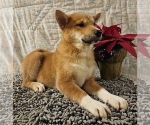 Shiba Inu Puppy for sale in EDINA, MO, USA