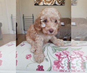 Poodle (Miniature) Puppy for sale in NORTHWOODS, IL, USA