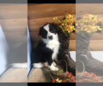 Small Photo #4 Border Collie Puppy For Sale in PINE CITY, NY, USA