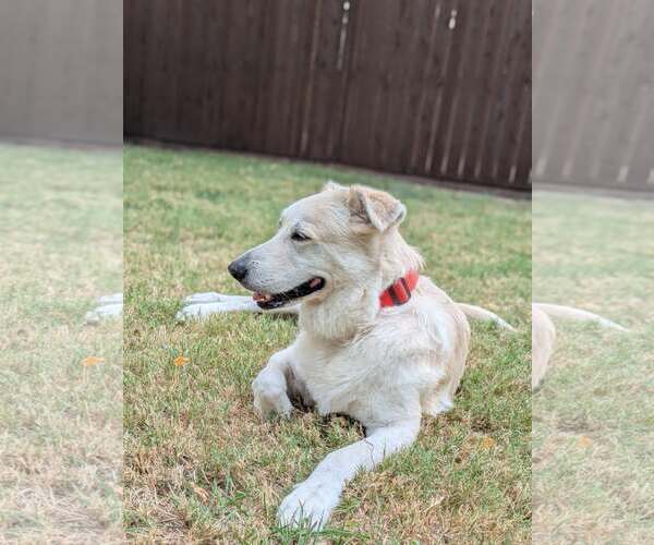 Medium Photo #1 Great Pyrenees-Unknown Mix Puppy For Sale in Rowlett, TX, USA