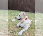 Small Great Pyrenees Mix