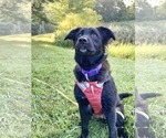 Small #12 Australian Shepherd-German Shepherd Dog Mix