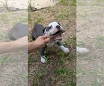 Small #4 Olde English Bulldogge