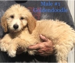 Small Photo #5 Goldendoodle Puppy For Sale in CLINTON, MO, USA
