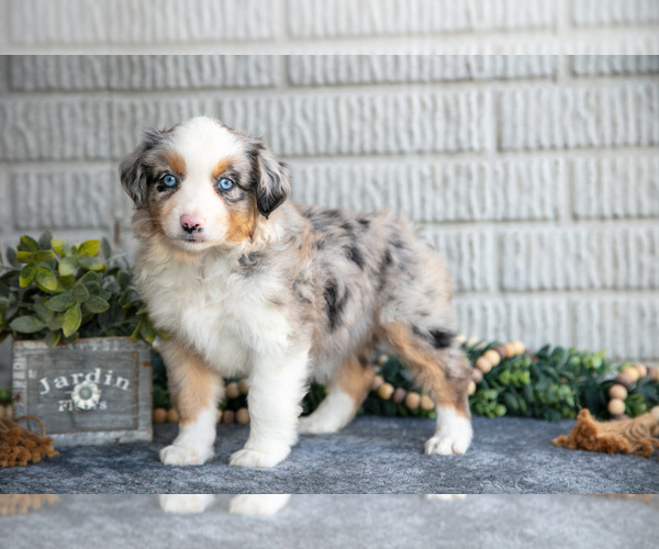 Medium Photo #22 Miniature Australian Shepherd Puppy For Sale in BALTIC, OH, USA