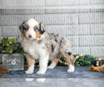Small Photo #22 Miniature Australian Shepherd Puppy For Sale in BALTIC, OH, USA