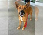 Small #1 Carolina Dog Mix