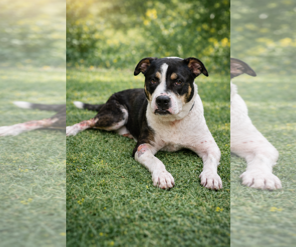 Medium Photo #1 Bogle Puppy For Sale in Wakefield, RI, USA