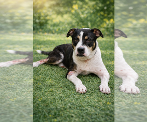 Bogle Dogs for adoption in Wakefield, RI, USA